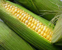 Кукурудза — користь і шкоду для здоровя, калорійність