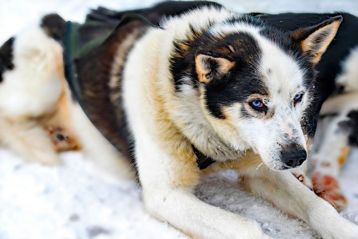 Собака з цуценям лежали на узбіччі дороги і ледь подавала ознаки життя