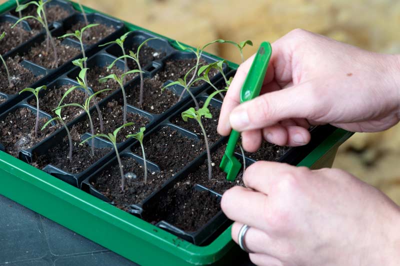 Томати на розсаду за місячним календарем: коли садити і висаджувати розсаду помідор