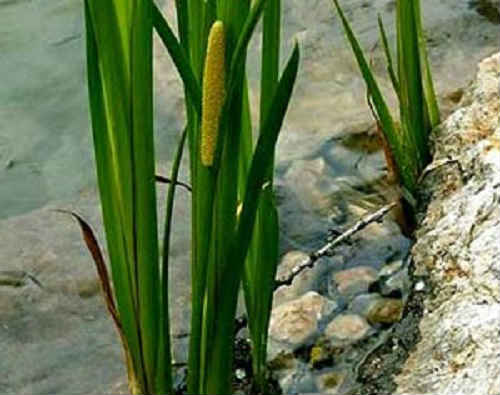 Корінь аїру болотного — лікувальні властивості для чоловіків і жінок, фото
