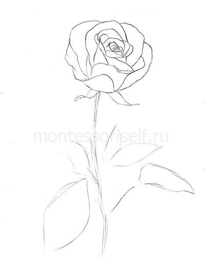 Як намалювати троянду олівцем: поетапно для початківців