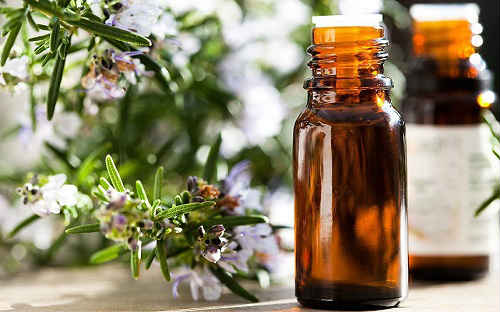 Розмарин — лікувальні і корисні властивості листя, масла