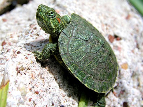 Як доглядати за червоновухої черепахою в домашніх умовах?