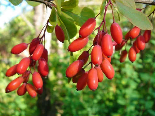 Кизил — корисні властивості свіжої і сушеної ягоди, кісточок