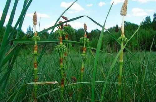 Хвощ польовий: лікувальні і корисні властивості трави, фото