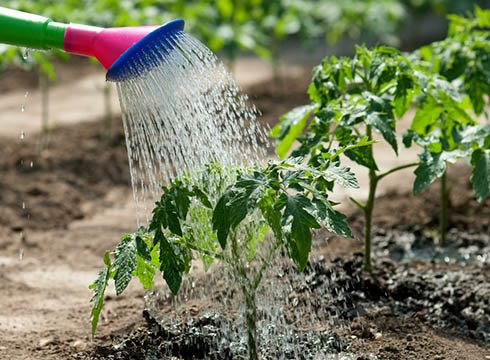 Як часто поливати помідори в теплиці та на ґрунті? Як поливати розсаду томатів?