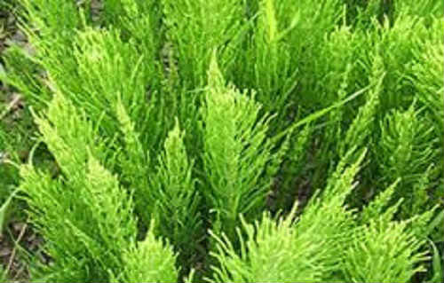 Хвощ польовий: лікувальні і корисні властивості трави, фото