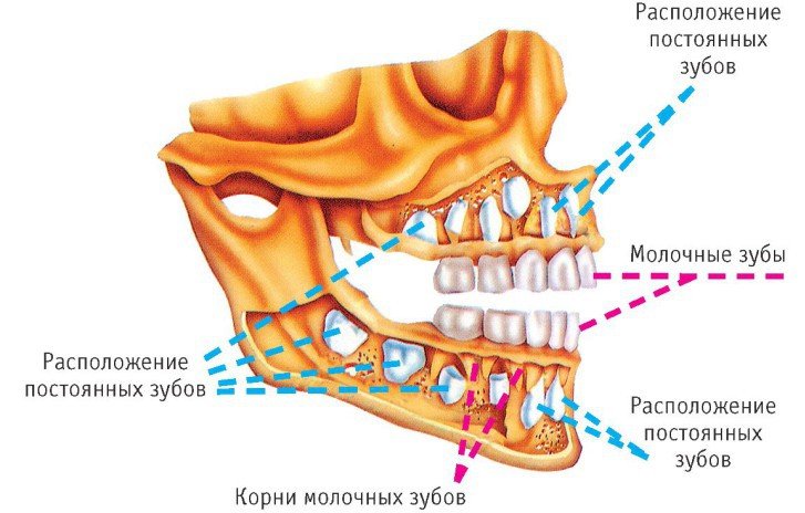 Схема прорізування постійних зубів у дітей: порядок і строки зміни молочних одиниць