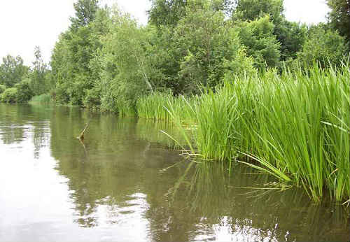 Корінь аїру болотного — лікувальні властивості для чоловіків і жінок, фото