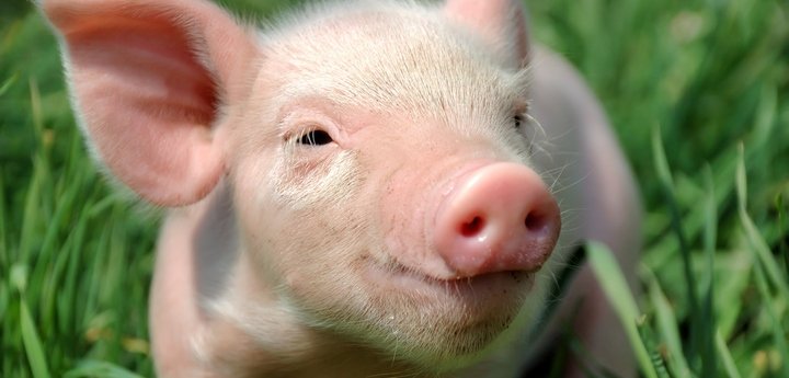 Чому мусульмани не їдять свинину