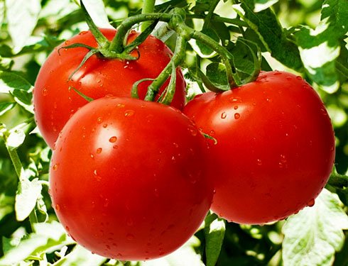 Як часто поливати помідори в теплиці та на ґрунті? Як поливати розсаду томатів?