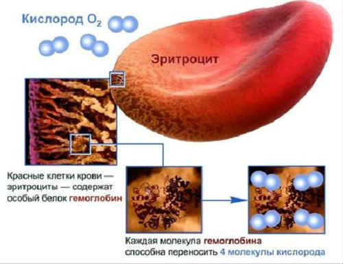 Підвищені еритроцити в крові у дорослого і дитини