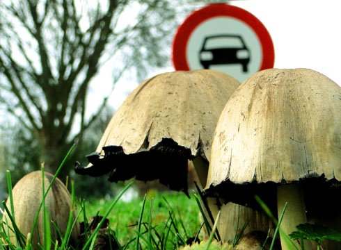 Як правильно збирати гриби в лісі: вибір місця, визначення їстівності