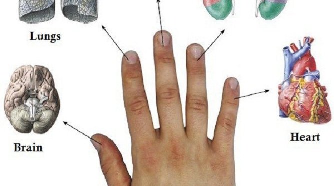 Японці знімають будь який біль за 5 хвилин. Для цього тільки потрібно знати з якими двома органами повязаний кожен палець!