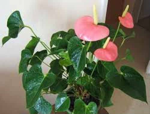Квітка антуріум — догляд та утримання в домашніх умовах