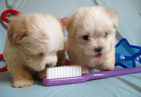 Як почистити собаці зуби?