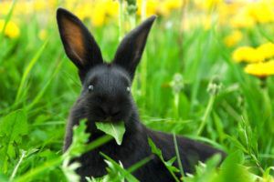Чи можна годувати кроликів хлібом? Хліб кролям: користь чи шкода?