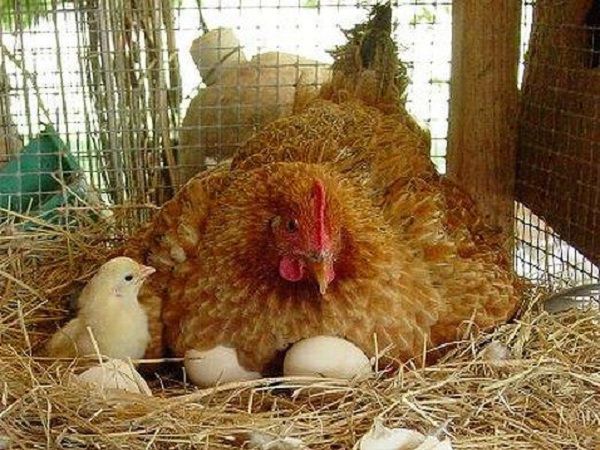 Курка квочка: догляд, харчування і вибір для висиджування яєць
