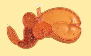 Шлунок жуйних тварин: особливості травлення