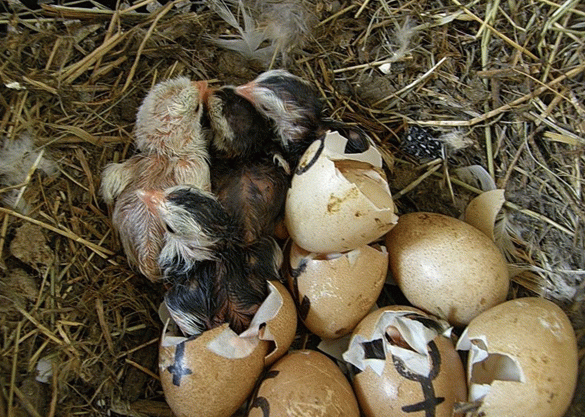 Інкубація цесарок режим інкубації, вимоги до яєць