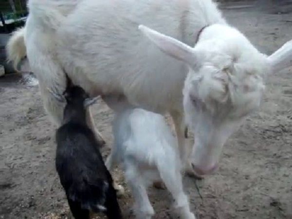 Як раздоить козу способи підвищення молочної продуктивності