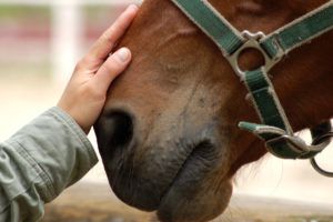 Як народжують коні: етапи вагітності і процес пологів