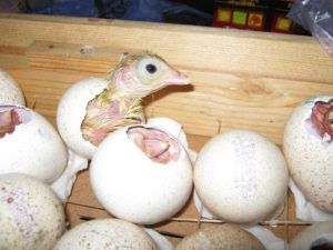 Інкубація індичих яєць в домашніх умовах