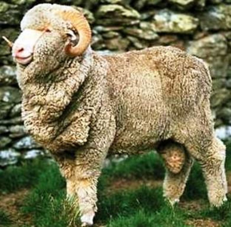 Порода овець Меринос: різновиди та особливості догляду