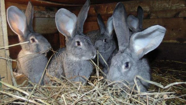 Несправжня вагітність у кроликів: як виявити і що робити?