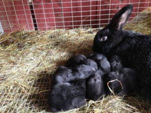 Чорно бурий кролик утримання, годування, розведення, особливості породи