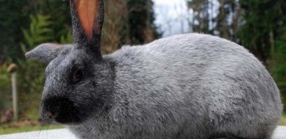 Кролики полтавське срібло: опис породи, догляд, розведення