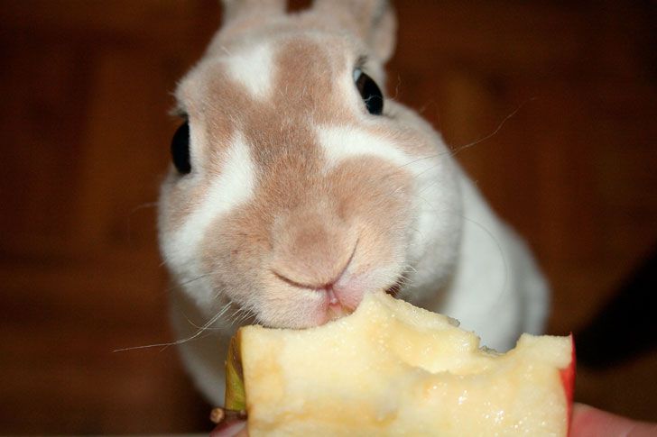 Чим годувати кроликів правила організації харчування кроликів