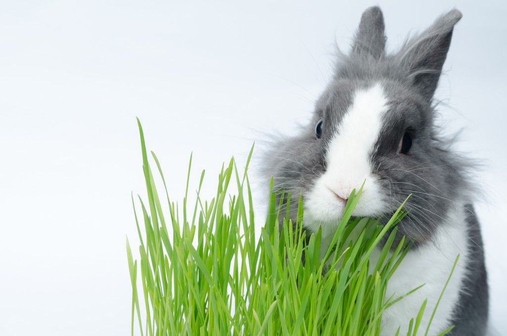 Які гілки можна давати кроликам і як правильно їх заготовляти