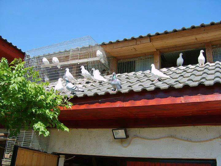 Гнізда для голубів своїми руками: способи виготовлення покроково