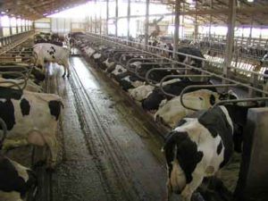 Безпривязне утримання великої рогатої худоби особливості, зміст на підстилці, цех молочного виробництва