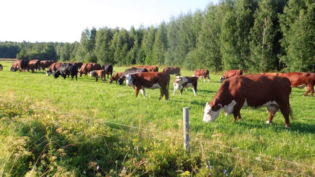 Эмкар великої рогатої худоби: симптоматика, лікування та профілактика