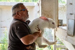 Вичинка шкур кролика в домашніх умовах: покрокова інструкція