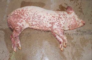 Короста у свиней симптоми, лікування, народні засоби
