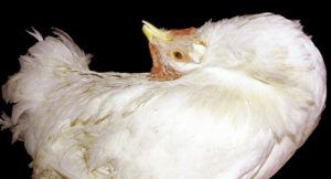 Чому кури хриплять: причини та методи боротьби з хрипом