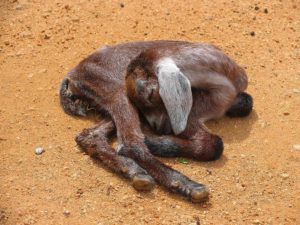 Годівля кролів з перших днів життя: раціон, норми