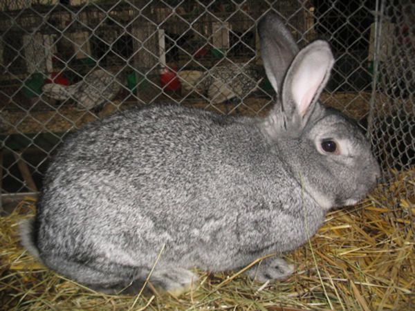 Кроляча ферма як почати бізнес по розведенню кроликів?