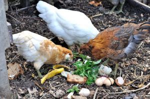 Чому кури несуть яйця без шкаралупи? Основні причини