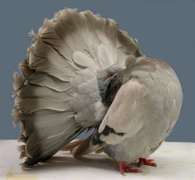 Голуби, павичі: вміст, годування, розведення, гідності декоративних птахів