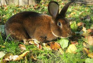 Кролики рекс особливості породи, розведення, догляд та годівля.