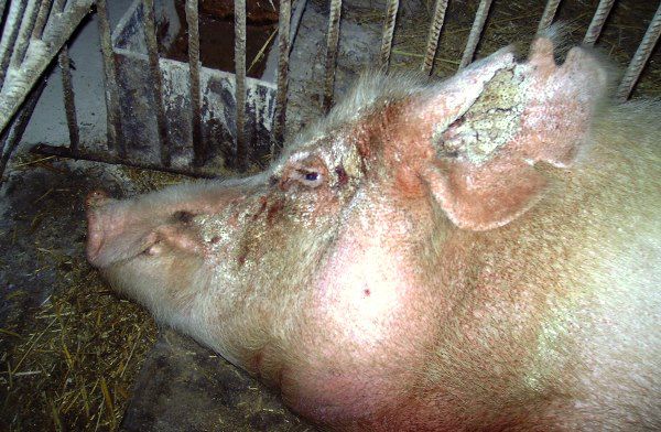 Короста у свиней симптоми, лікування, народні засоби