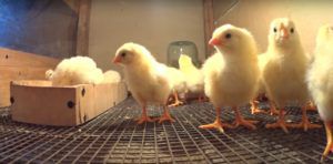 Чим годувати курчат раціон, види кормів, потреби в поживних речовинах
