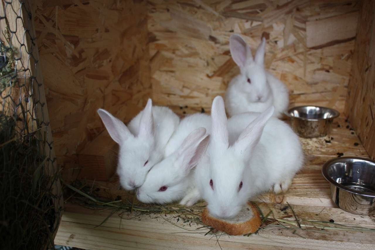 Білий Паннонії опис кролика, особливості утримання і розведення