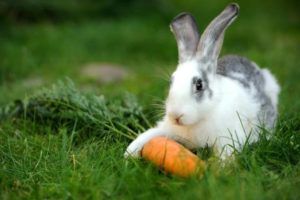 Що їдять кролики види кормів, раціон харчування, харчові норми