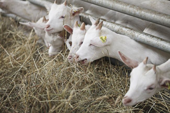 Чим годувати козу основні правила і норми харчування кіз
