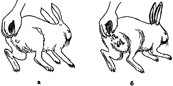 Як визначити стать кролика перевірені способи